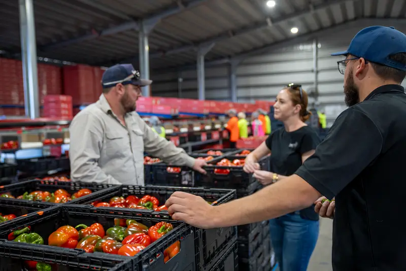 Team sorting freshly picked capsicums