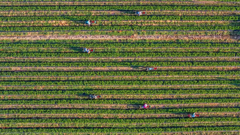 Aerial view of vegetable crop rows